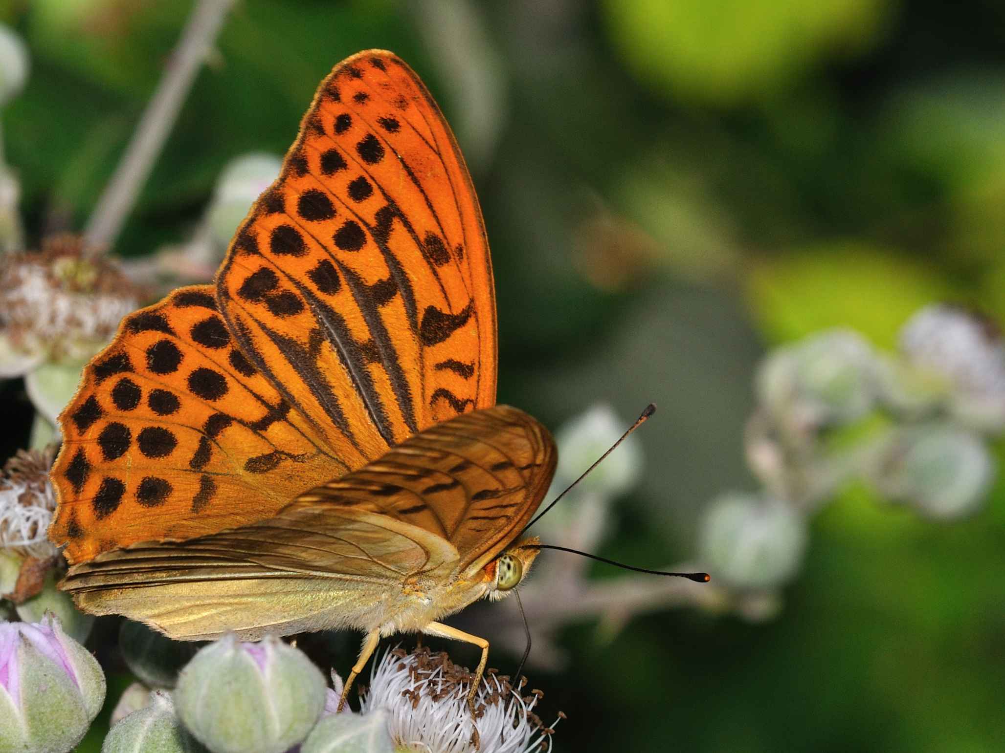 Nymphalidae - Argynnis paphia